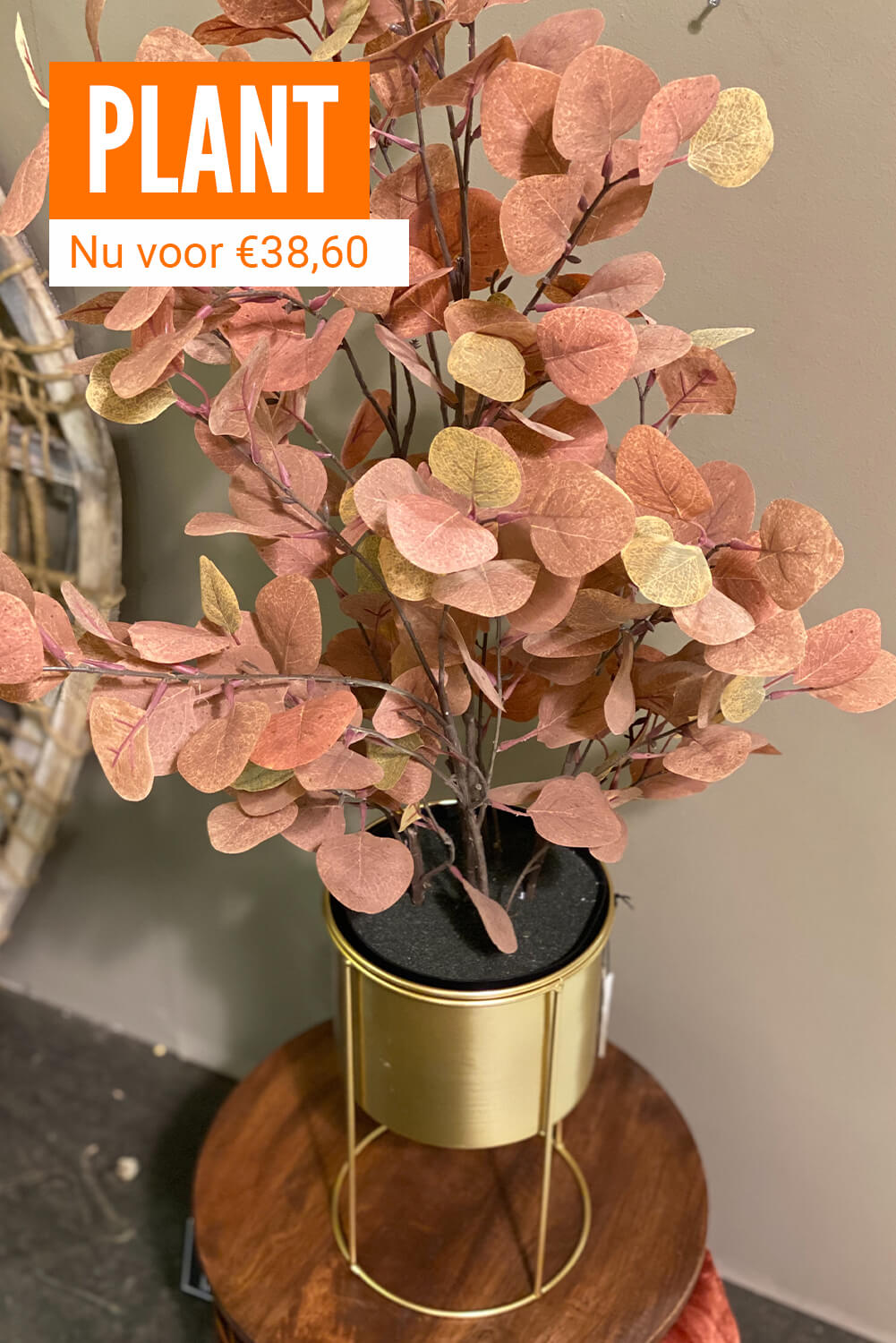 Pannenkoekenplant